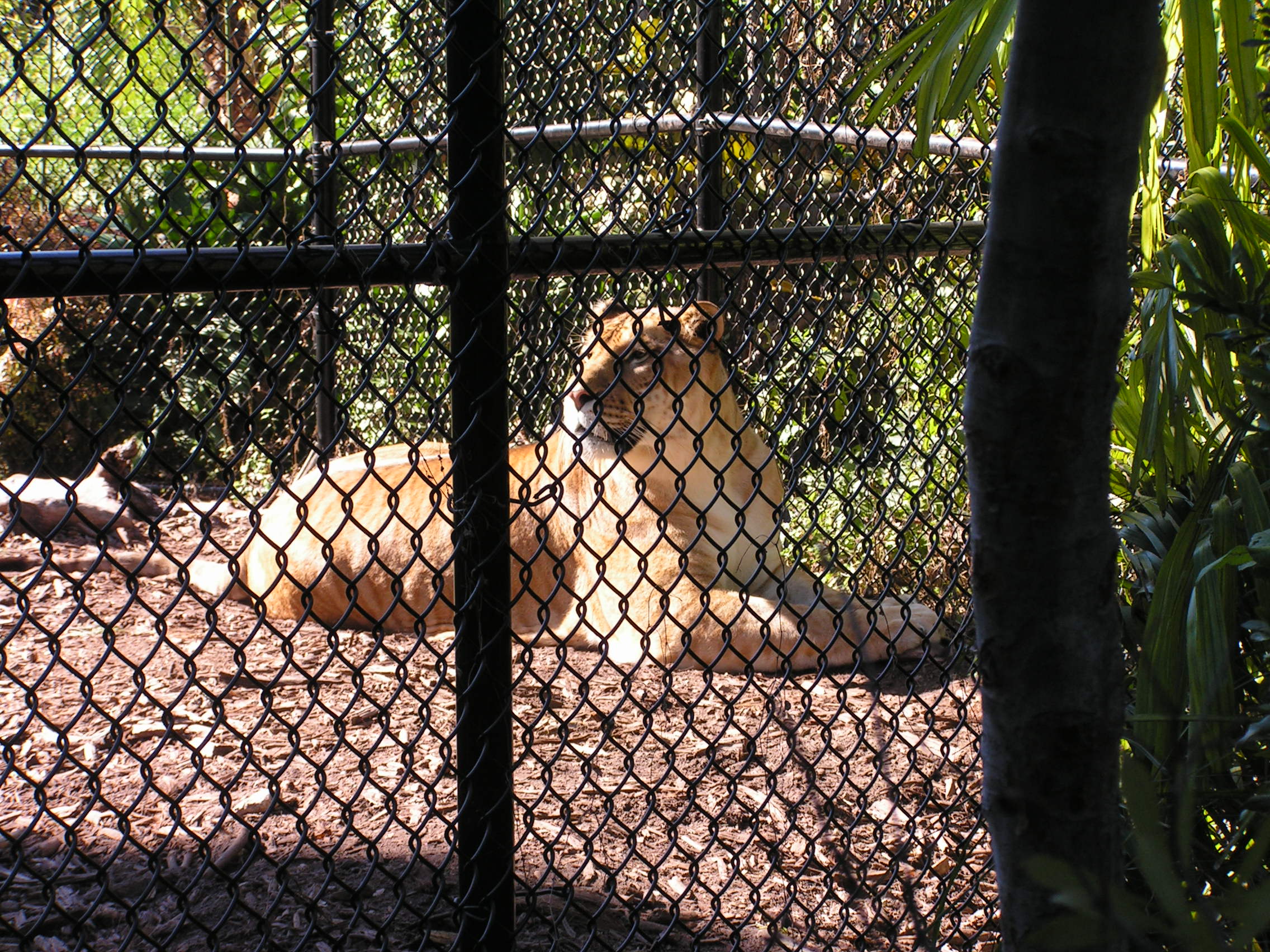 ./2006/Christmas/Parrot Jungle/PICT0280.JPG